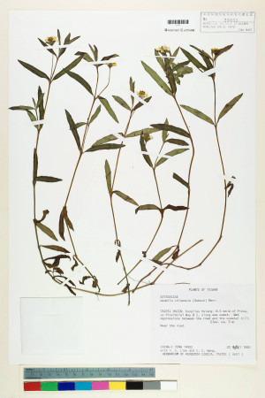 Wedelia chinensis (Osbeck) Merr._標本_BRCM 7397