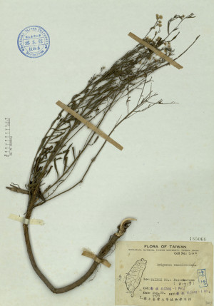 Erigeron canadensis L._標本_BRCM 4545