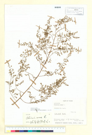 Artemisia annua L._標本_BRCM 6751