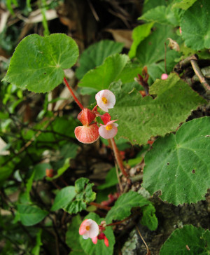 彎果秋海棠 (Begonia curvicarpa S.M.Ku, C.I Peng & Yan Liu)