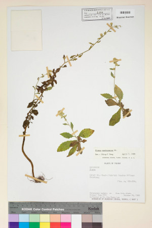 Blumea membranacea DC._標本_BRCM 4794