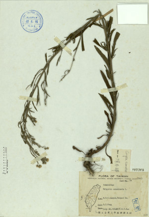 Erigeron canadensis L._標本_BRCM 4559