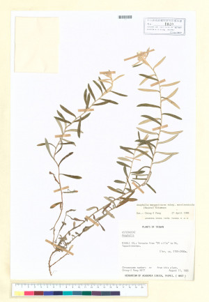 Anaphalis margaritacea (L.) Benth. & Hook. f. subsp. morrisonicola (Hayata) Kitam._標本_BRCM 6727