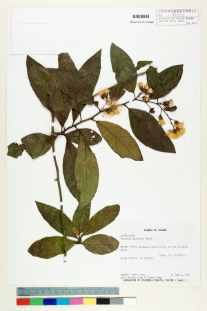Vernonia gratiosa Hance_標本_BRCM 5145