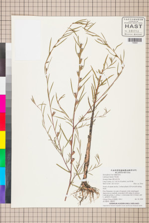 Ludwigia linearis Walter_標本_BRCM 3551