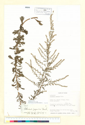 Artemisia japonica Thunb._標本_BRCM 6403