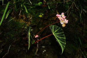 Begonia chingipengii_BRCM 5465