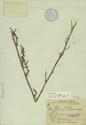 Lactuca x mansuensis Hayata_標本_BRCM 4308