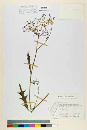 Ixeris laevigata (Blume) Schultz-Bip. ex Maxim var. oldhami (Maxim.) Kitam._標本_BRCM 6519