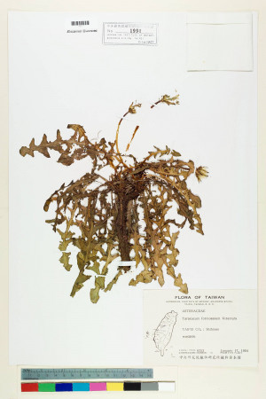 Taraxacum formosanum Kitam._標本_BRCM 5637
