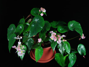 少瓣秋海棠 (Begonia wangii T.T.Yu)