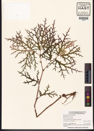 Begonia incisa標本_BRCM 2947