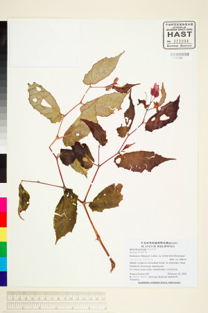 Begonia merrittii標本_BRCM 1941