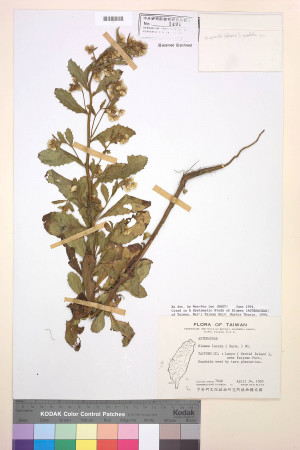 Blumea lacera (Burm. f.) DC._標本_BRCM 3783