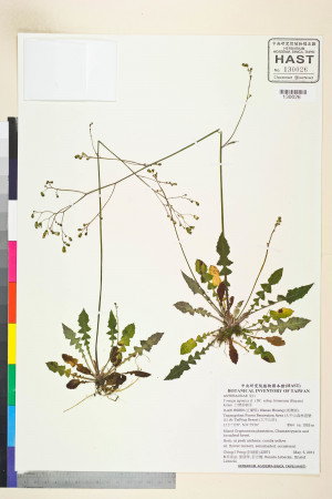 Youngia japonica (L.) DC. subsp. formosana (Hayata) Kitam._標本_BRCM 5539