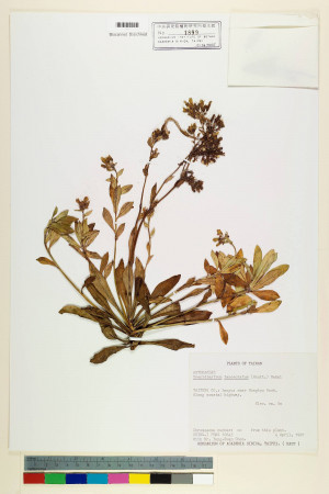 Crepidiastrum lanceolatum (Houtt.) Nakai_標本_BRCM 6967