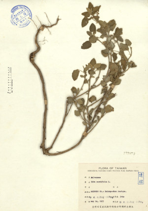 Sida cordifolia L._標本_BRCM 4368