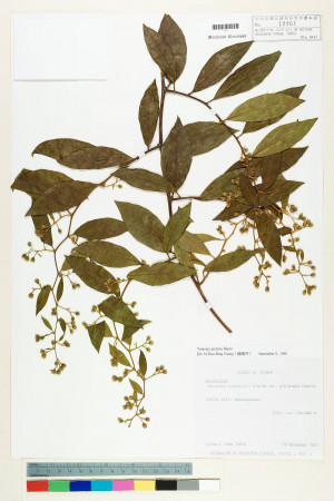 Vernonia gratiosa Hance_標本_BRCM 5148