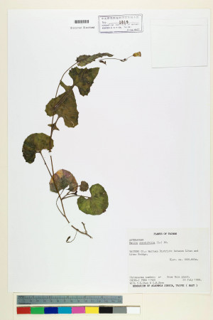 Emilia sonchifolia (L.) DC._標本_BRCM 5223