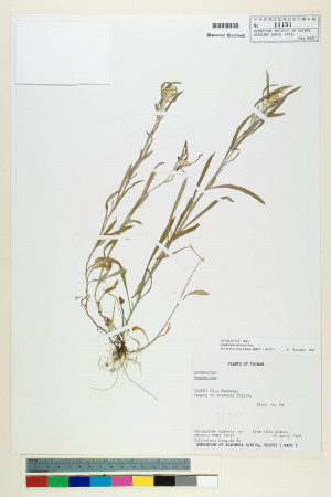 Gnaphalium calviceps Fernald_標本_BRCM 5609