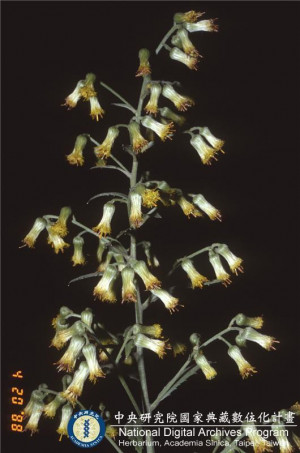 Blumea linearis C.-I Peng & W. P. Leu_BRCM 6091