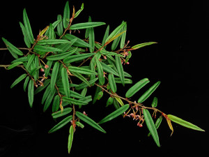 Begonia komoensis Irmsch.