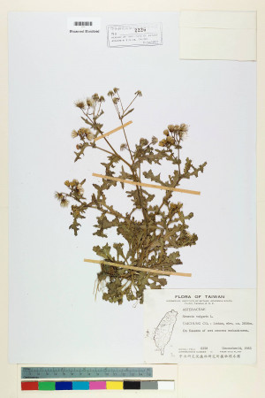Senecio vulgaris L._標本_BRCM 5378