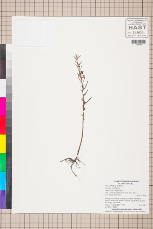 Ludwigia linifolia Poir._標本_BRCM 3522