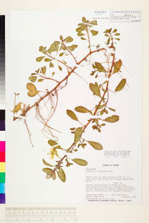 Ludwigia ×taiwanensis C.I Peng_標本_BRCM 3638