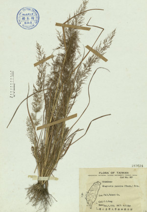 Eragrostis japonica (Thunb.) Trin._標本_BRCM 4518