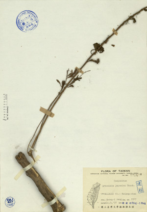 Artemisia japonica Thunb._標本_BRCM 4214