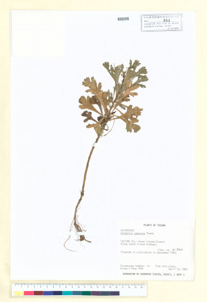 Artemisia japonica Thunb._標本_BRCM 6638