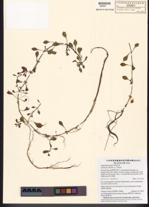 Ludwigia palustris (L.) Elliott_標本_BRCM 7829