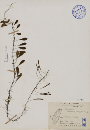 Lemmaphyllum microphyllum Presl_標本_BRCM 3994