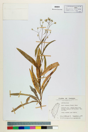 Ixeris chinensis (Thunb.) Nakai_標本_BRCM 6435