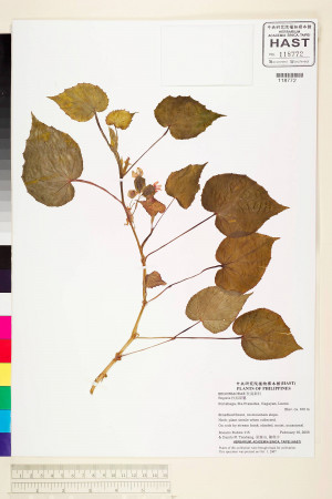 Begonia pseudolateralis標本_BRCM 2227
