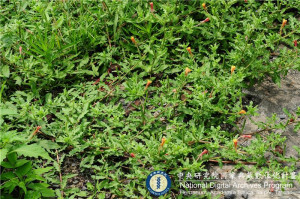 Oenothera laciniata J. Hill_BRCM 6066