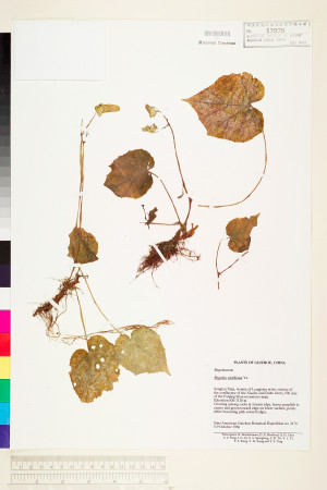Begonia smithiana標本_BRCM 1306