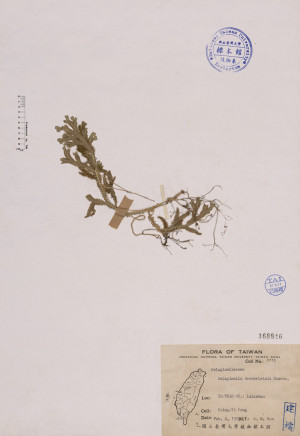 Selaginella doederleinii Hieron._標本_BRCM 4046