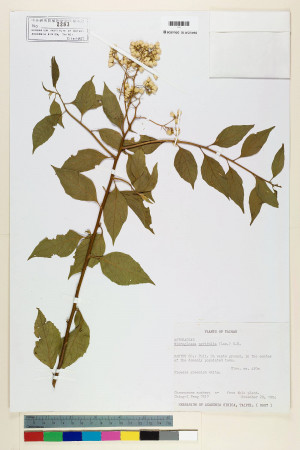 Microglossa pyrifolia (Lam.) Kuntze_標本_BRCM 6634