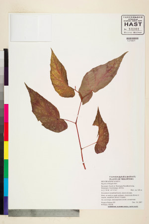 Begonia oblongata標本_BRCM 2270