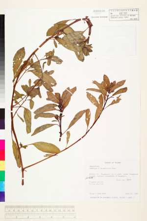 Ludwigia ×taiwanensis C.I Peng_標本_BRCM 3577