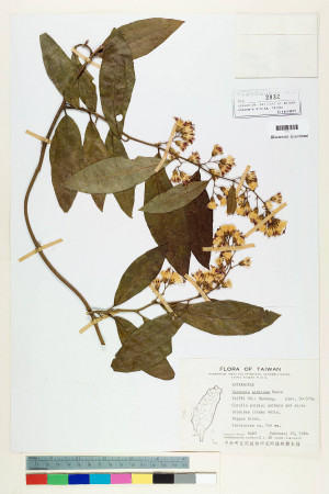 Vernonia gratiosa Hance_標本_BRCM 5090