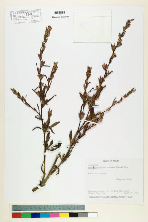 Pseudelephantopus spicatus (Juss.) C. F. Baker_標本_BRCM 6524