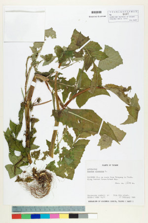 Sonchus oleraceus L._標本_BRCM 7217