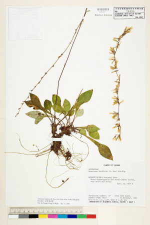 Ainsliaea latifolia (D. Don) Sch. Bip. subsp. henryi (Diels) H. Koyama_標本_BRCM 7330
