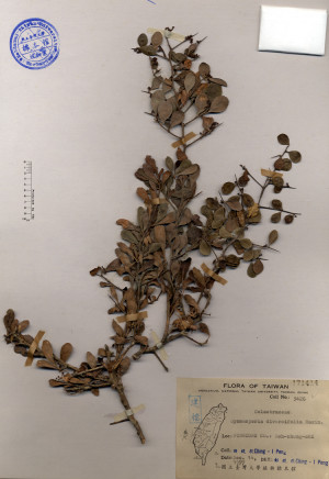 Gymnosporia diversifolia Maxim._標本_BRCM 4196