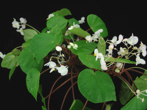 假癩葉秋海棠 (Begonia pseudoleprosa C.I Peng, Yan Liu & S.M.Ku)