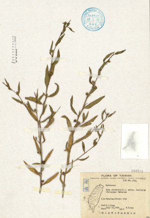 Sida rhombifolia L. subsp. insularis (Hatusima) Hatusima_標本_BRCM 4597