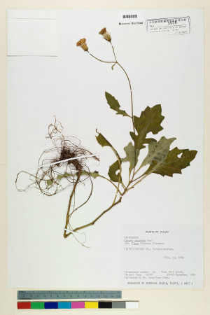 Gynura japonica (Thunb.) Juel var. flava (Hayata) Kitam._標本_BRCM 6893